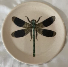 John Derian x Target -  6” Appetizer Plate With Dragonfly (9 available)