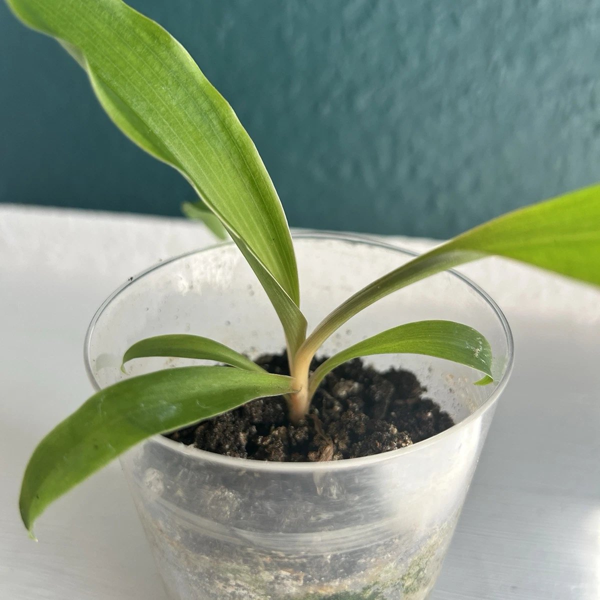 Chlorophytum Pflanzen, Zimmerpflanzen online kaufen | eBay.de