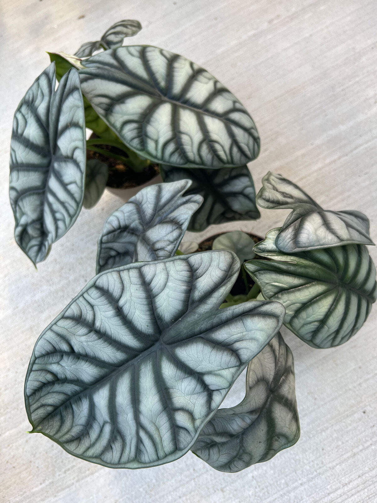 Alocasia Silver Dragon – Rare Aroid Starter Plant, Metallic Foliage Houseplant,
