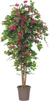 Artplants Kunst Bougainvillea Ingelotte, EchtstäMme, BlüTen, Pink, 125Cm