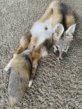 Kit Fox Pelt Fur Hide Tanned Quality Log Cabin Decor Man Cave Art Red Grey