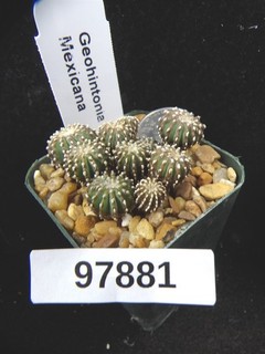 Geohintonia mexicana 10 Rare Seedlings Live Cactus Succulent Plant 97881
