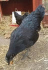 ●6 Fresh Ayam Cemani Hatching Egg-Rarest Chicken on the Planet Organic Pure