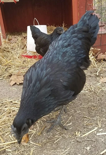 ●6 Fresh Ayam Cemani Hatching Egg-Rarest Chicken on the Planet Organic Pure