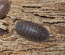100 Giant canyon isopods Porcellio dilatatus live pet feeder terrarium insect