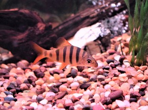 live freshwater fish