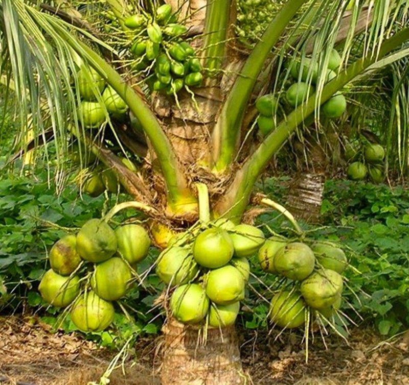 Dwarf Green Malayan seeds Organic two sprouted seeds