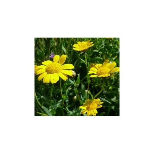Corn Marigold Wild Flower Seed Native Meadow Bee Insect Friendly Garden Annual - Picture 5 of 5