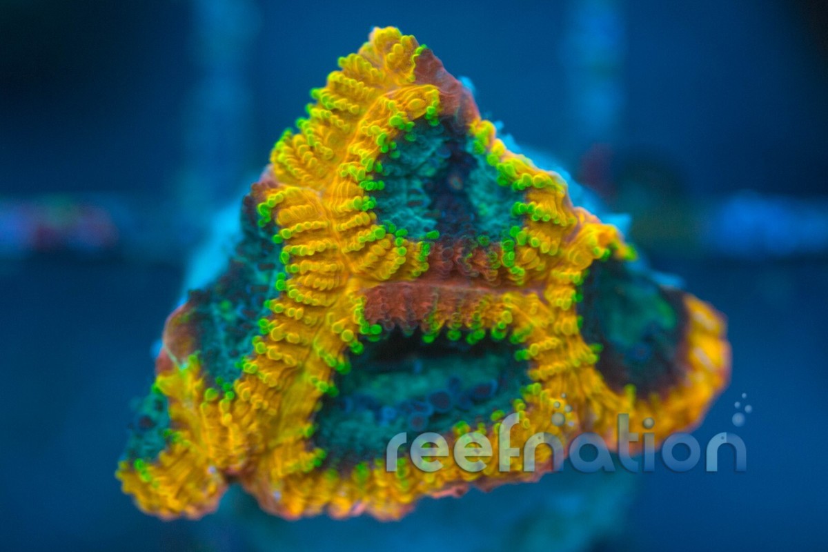 JF Yellow Submarine Favia Coral Frag SPS Zoa LPS Paly Polyps