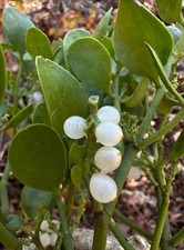 200 Sprigs Bulk Mistletoe Branches 12x12x8 Box FULL