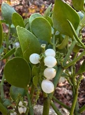 200+ Sprigs Bulk Mistletoe Branches 12x12x8 Box FULL