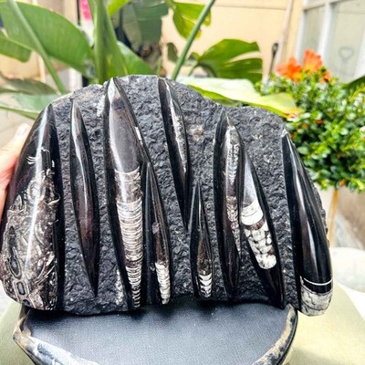6.19LB Polished Orthoceras Fossil Multiple Specimen Plate Stone Matrix Healing