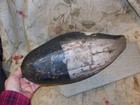 ANTIQUE BLACK DUCK ?  DECOY- 1920-30'S ERA?- MASON FACTORY? HAND PAINTED- AS IS — photo 3