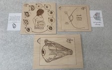 Lot of 3 Skumaj To Polish Anatomy Educational Puzzles - Milk Matters  More READ