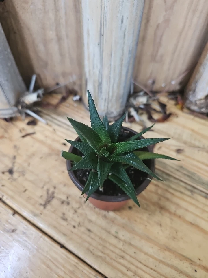 Planta viva suculenta rara de cactus Haworthia Limifolia  Foto 2 de 4