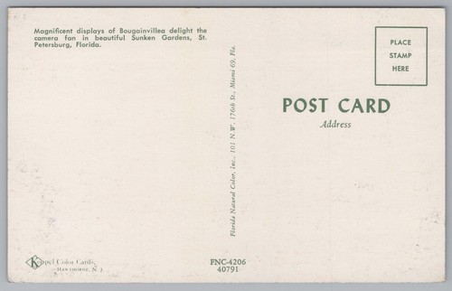 Bougainvillea, Sunken Gardens, St. Petersburg, Florida, USA, Vintage Post Card. - Picture 2 of 2