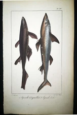 1834,P.L.OUDART ORIGINAL ENGR. FINE ANTiQUE WATERCOLOURING ON SHARKS Y25