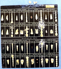 VINTAGE 1962 TOOTH CHART DENTIST DENTAL DISPLAY 3-D UNSURE IF REAL OR FAKE TEETH