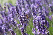 True Lavender Seeds Non-GMO, Lavandula angustifolia Variety, Planting