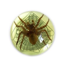Real Spider Half Dome Glows In Dark Genuine I...