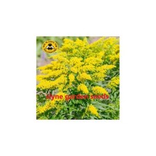 FAST DISPATCH GOLDEN ROD SEEDS YELLOW FLOWERING PERENNIAL FLOWER SLYNE