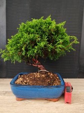 bonsai ginepro itoigawa 31 cm visita il negozio