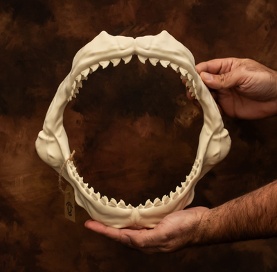 #ad #ad Tiger shark Jaws and 4 rows of teeth Lifesize Replica Movie Museum Display GBP 39.99