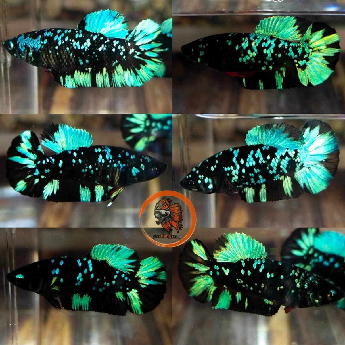Avarta Nebula HMPK Female Betta Fish eBay
