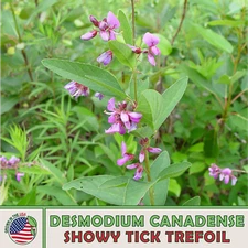 200 Showy Tick Trefoil Seeds, Desmodium canadense, Native Wildflower