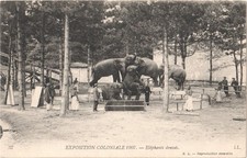 Paris - Colonial Exhibition 1907. Trained elephants - VGC - [2165]