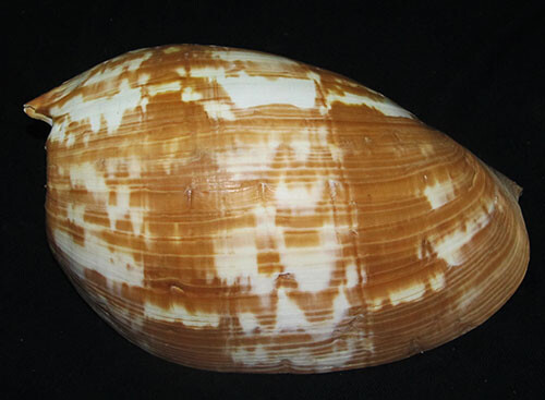 220 mm ENORME Melo Umbilicatus Volute Caracol de Mar FORMA DE CHOCOLATE COLOR RARO