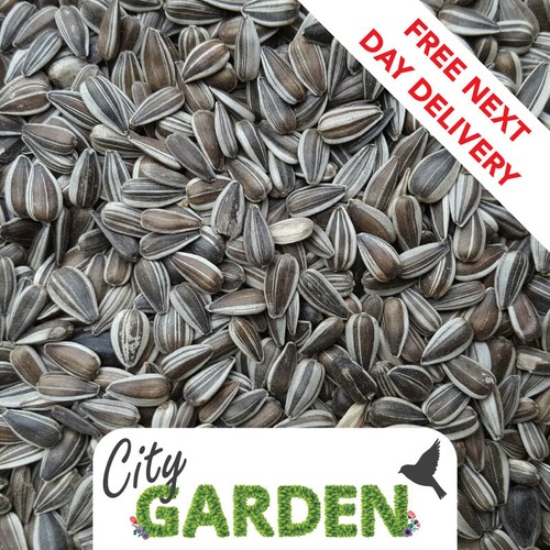 Premium Striped Sunflower Seeds 10Kg Energy For Parakeet, Parrot, Wild