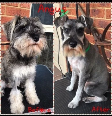 Mobile And Home Salon Dog Grooming Grooming Gumtree