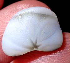 Pretty Green Starburst Multi w/ GREAT Detailing-Real Davenport Beach Sea Glass