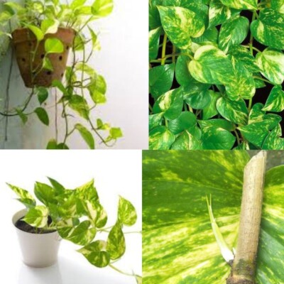 GOLDEN PATHOS Indoor/Outdoor Live Plant Cutting Rooted Fresh Nodes Money Plant
