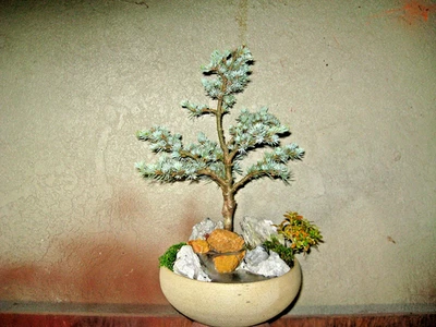Cedrus Bonsais for sale | eBay