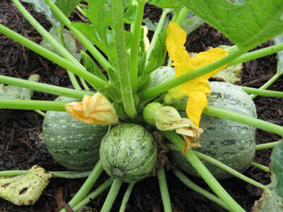#ad #ad 20 Round Zucchini Summer Squash Seeds Cucurbita pepo Vegetable Fresh USA $2.39