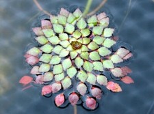 Mosaic Plant  Ludwigia Sedioides 3 plants- Easy Live Aquarium Pond Aquatic