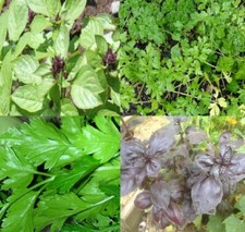 LOTS DE 3 X 200 GRAINES D'AROMATIQUES BIO PARMI 8 CHOIX (PERSIL.CIBOULE.BASILIC)