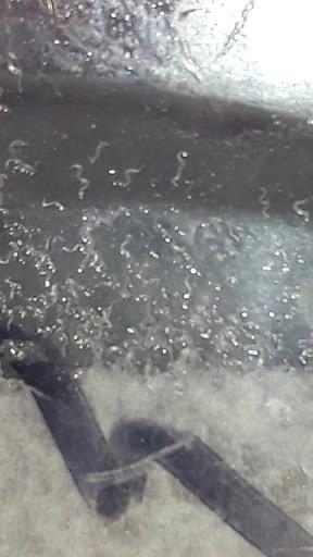 micro gusano, gusano Walter, gusano de plátano, vinagre anguila cultivos vivos Foto 2 de 4