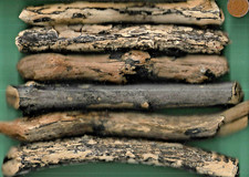 6 UK NORTH SEA Driftwood pieces 23.7 to 30.6 cm 278g Dunbar Scotland Beach Art