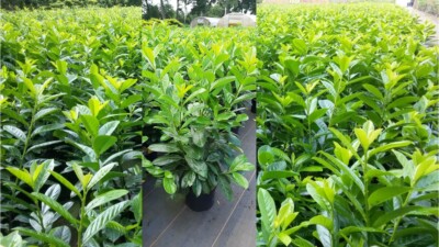 Prunus laurocerasus Novita 120 cm Kirschlorbeer 5 L Pflanzen Hecke buschig  | eBay.de