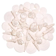 1.2-2.6 inch Silver White Sea Shell Starfish Mix for Beach Themed Decor Crafts