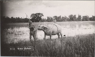 Water Buffalo Carabao Boy Riding Rice Paddy Field RPPC Kodak 1950s Postcard