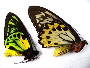 Ornithoptera Paradisea | eBay