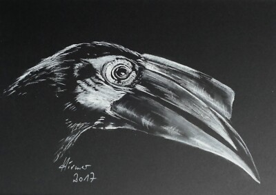 Hornvogel - Pastellzeichnung, Pastel Drawing, original und signiert, HIRMER 2017