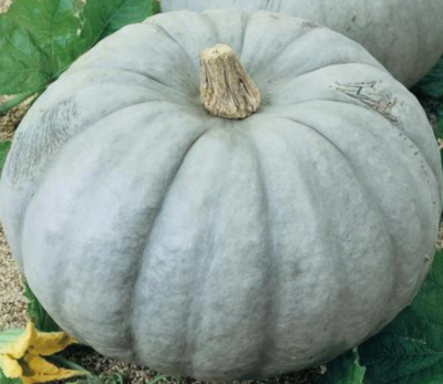 #ad BLUE PUMPKIN SEEDS 12 quot; JARRAHDALEquot; vegetable GARDEN ornamental SQUASH harvest $2.15