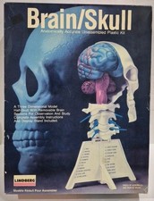 Lindberg Human Brain/Skull Anatomically Accurate Correct Plastic Science Model