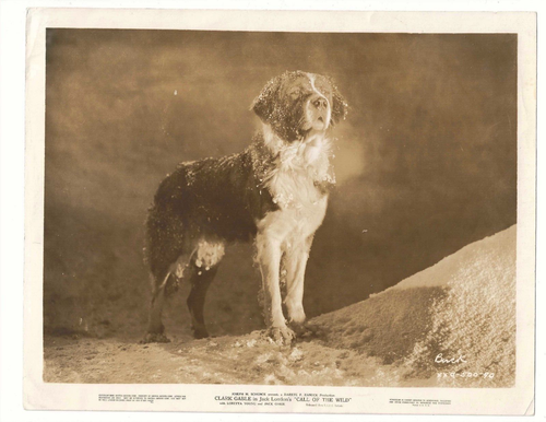 CALL OF THE WILD Buck the St. Bernard DOG UA photo 1935 8X10 GLOSSY ORIGINAL - 第 1/2 張圖片