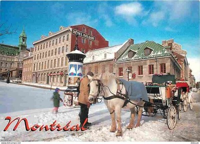 AK - Tiere - Pferde - Kanada - Montreal - statt Lacke - Carti